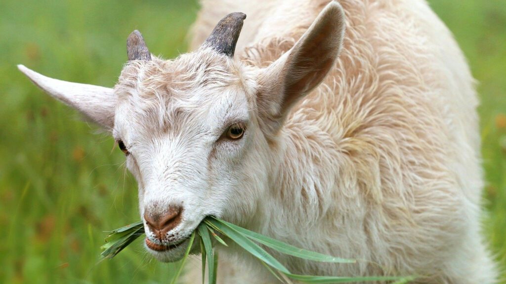 Savourer un fromage de chèvre fermier au lait cru