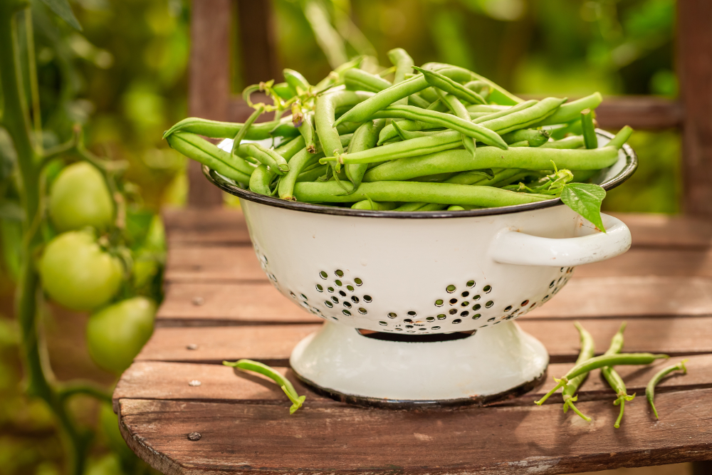 congeler haricots verts