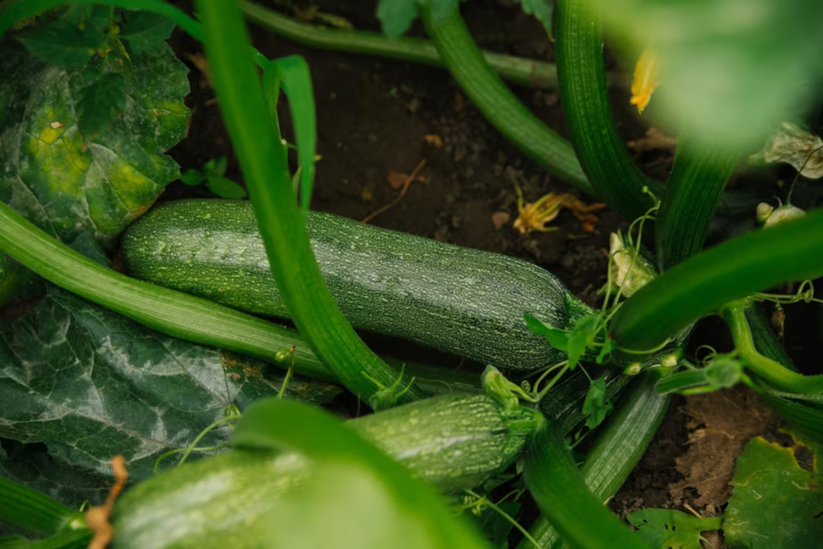 couper feuilles courgettes