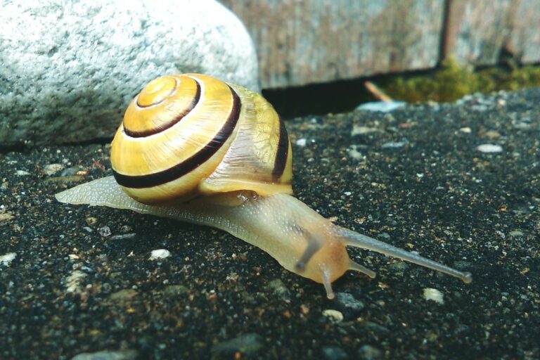 escargot coquille