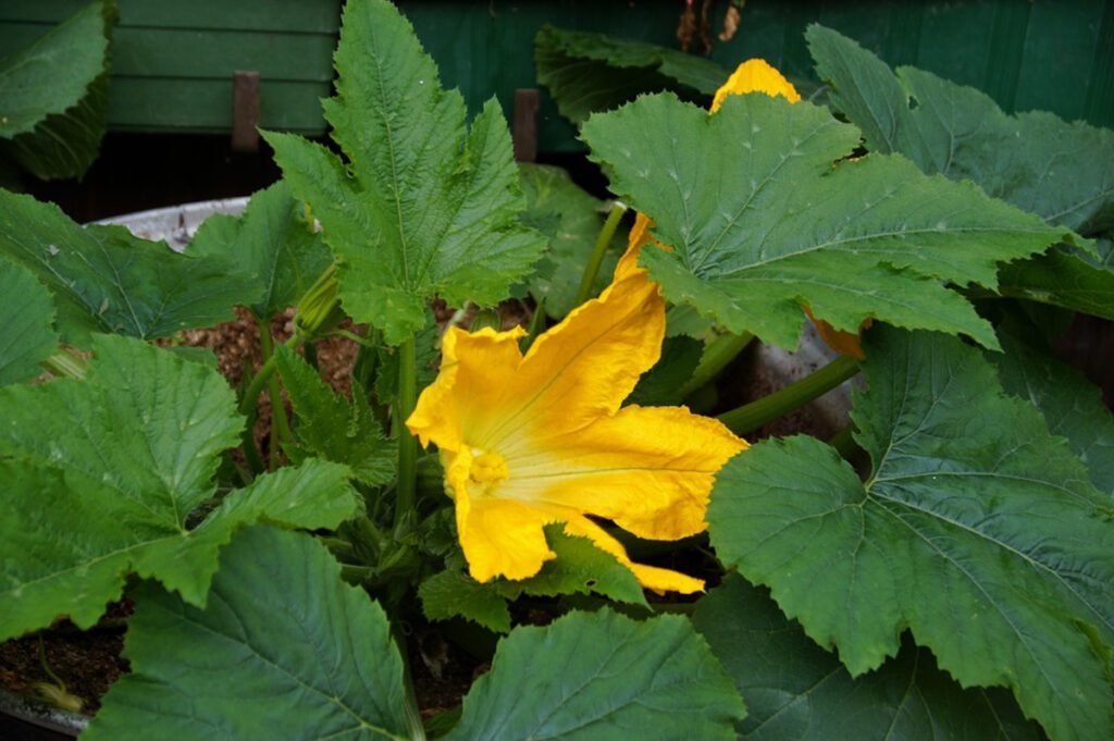feuille courgettes