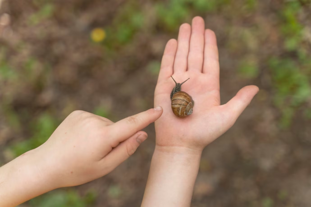 sortir escargot