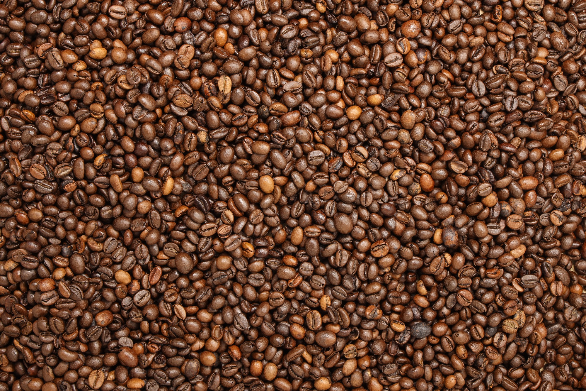 choisir café arabica 
