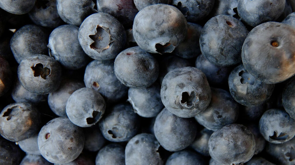 Appréciez la fraicheur des myrtilles en les cultivant à la maison !