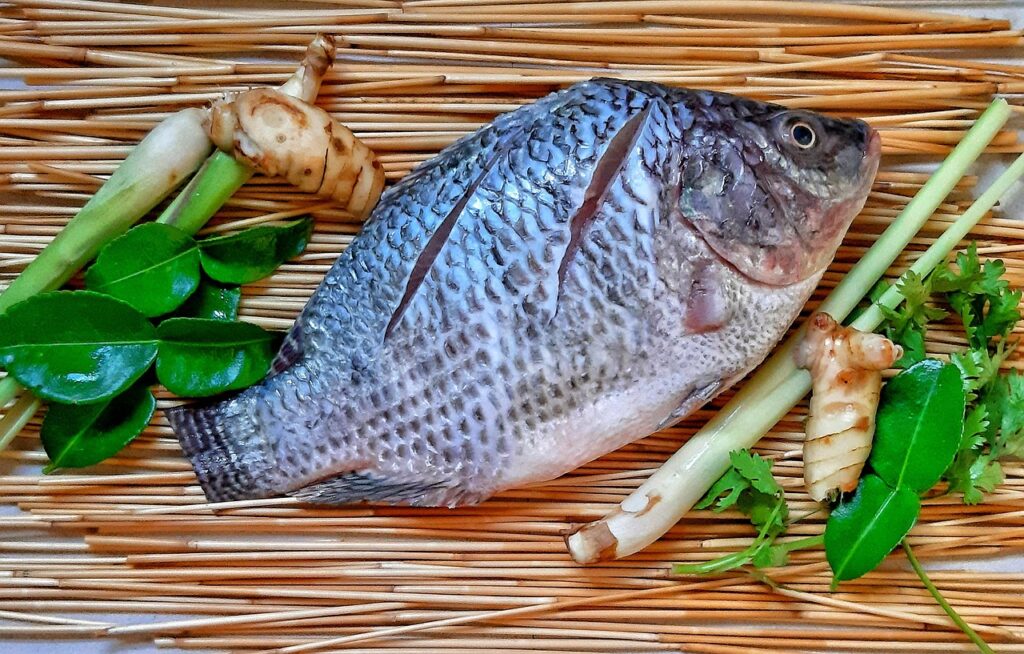 tilapia frais