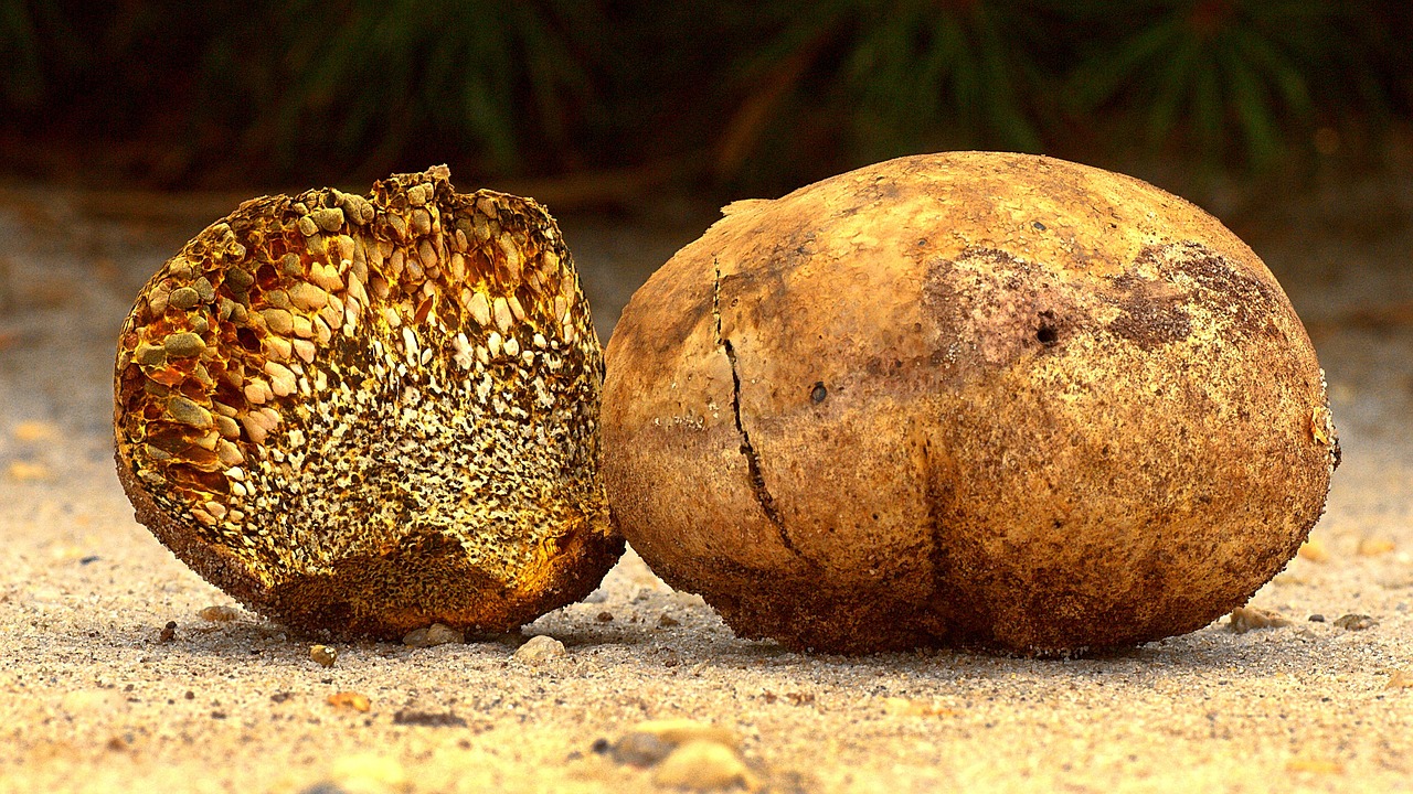 prix kilo truffes