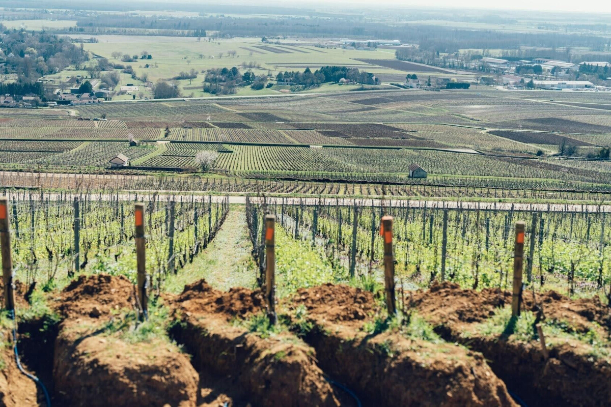 vignoble des Cabottes